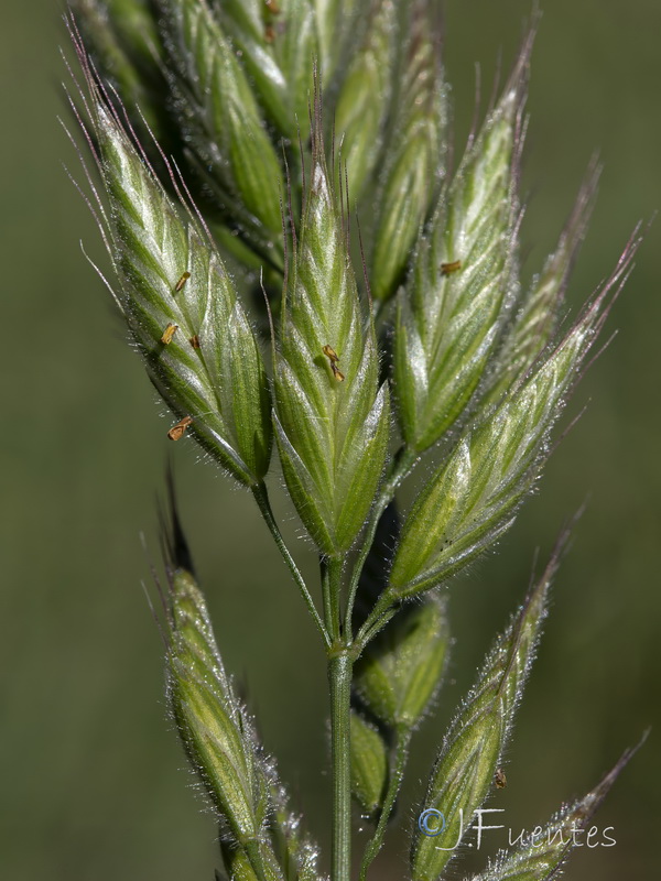 Bromus hordeaceus mediterraneus.06