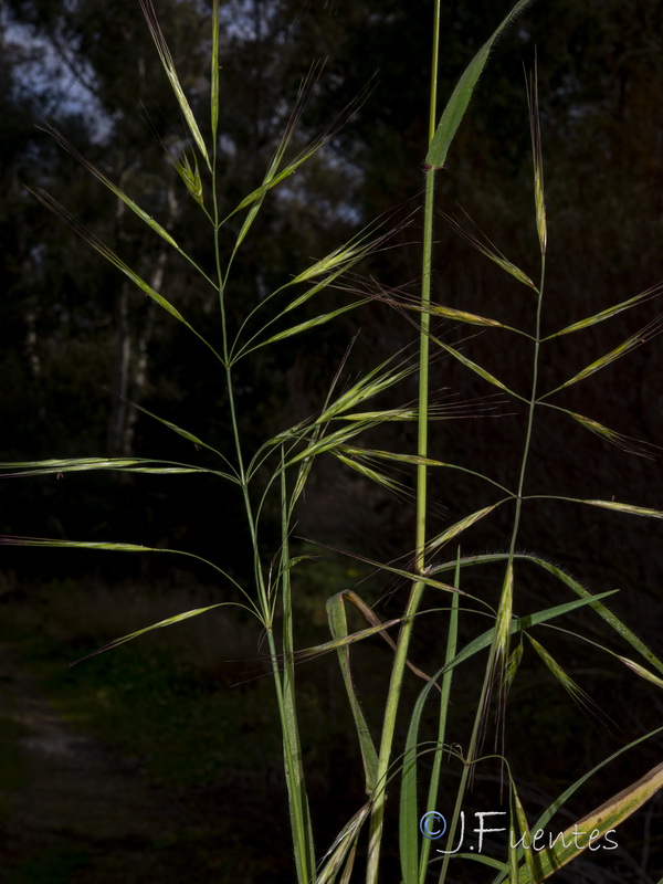 Bromus rigidus.09