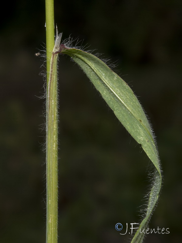 Bromus rigidus.11