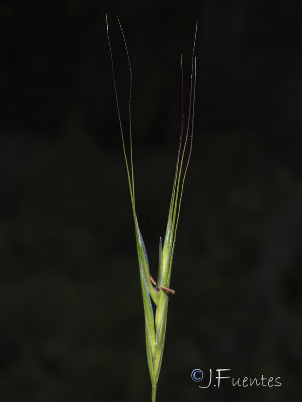 Bromus rigidus.08