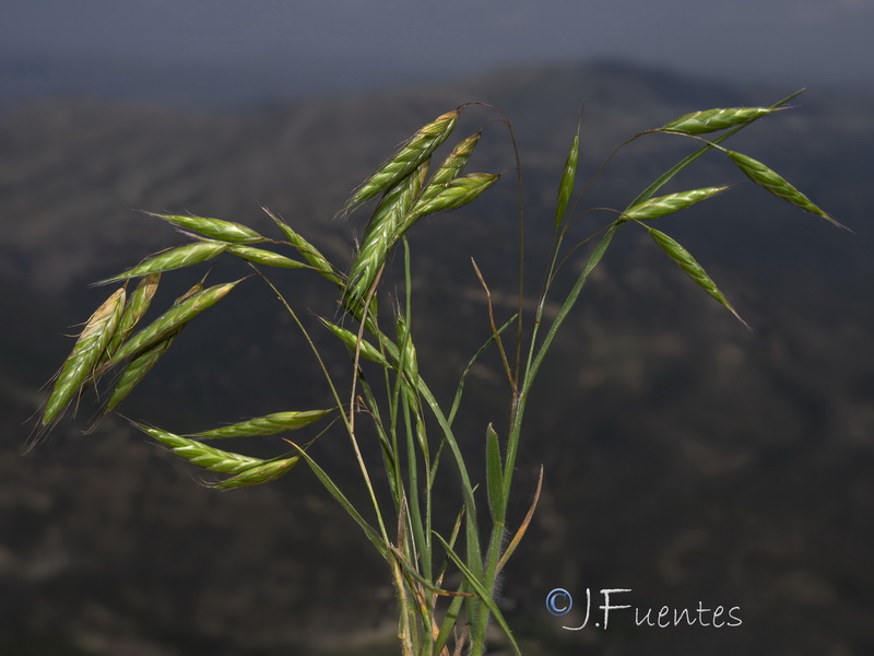 Bromus squarrosus.12