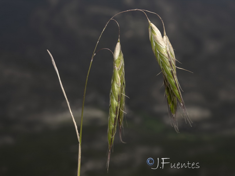 Bromus squarrosus.13