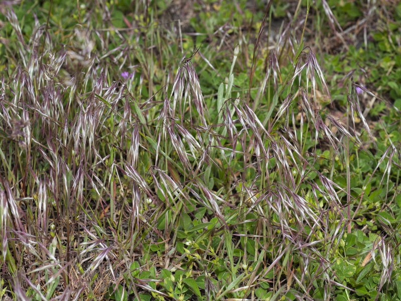 Bromus tectorum.08