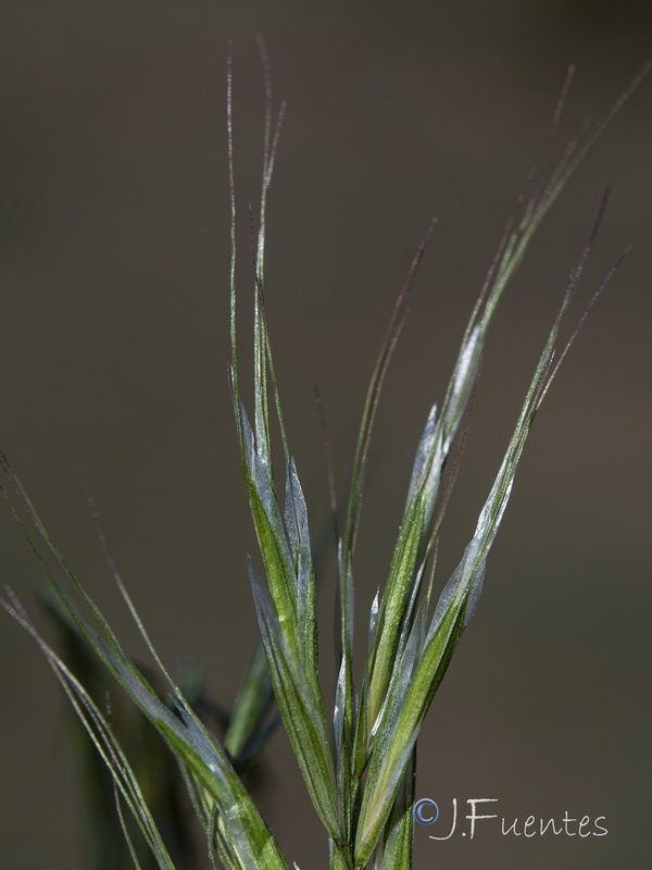 Bromus tectorum.16