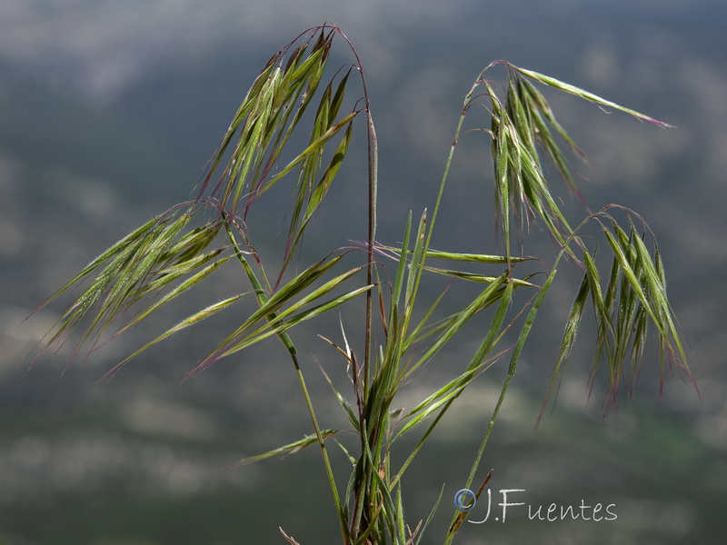 Bromus tectorum.17