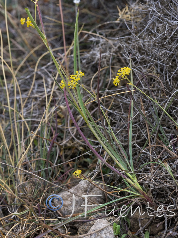 Bupleurum bourgaei.07