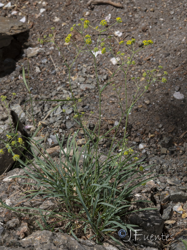 Bupleurum ranunculoides ranunculoides.29