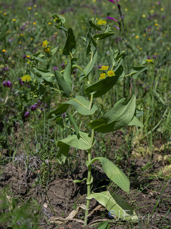 Bupleurum lancifolium.28