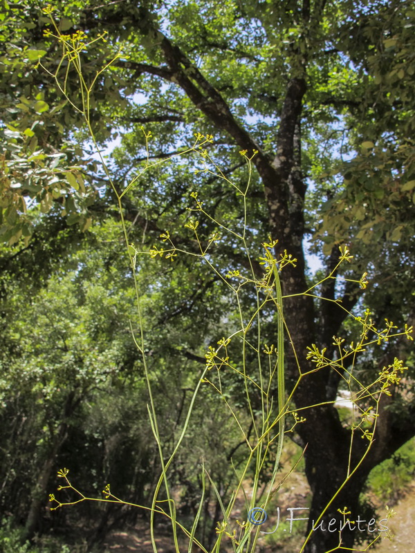 Bupleurum rigidum paniculatum.06