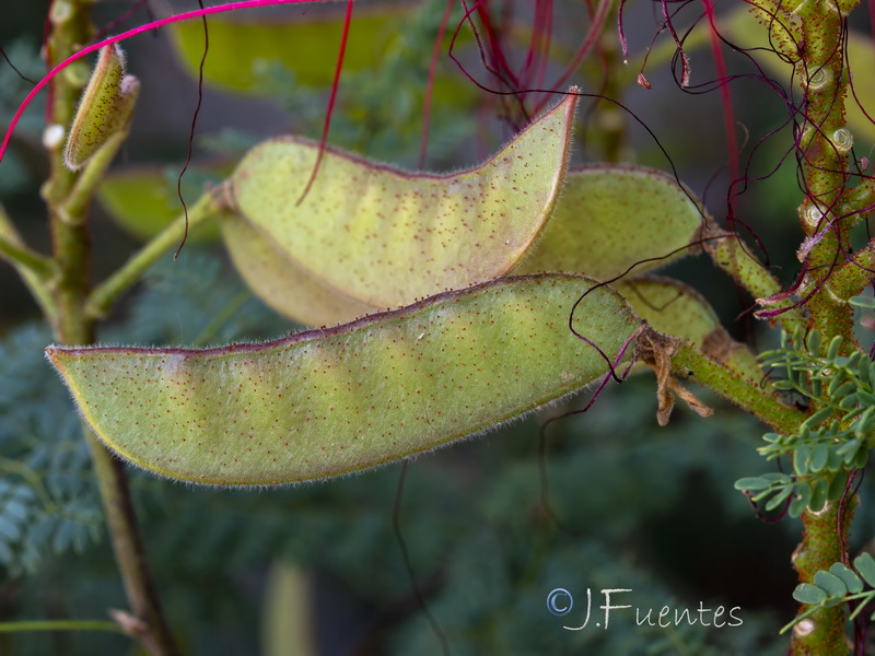 Caesalpinia gilliesii.10