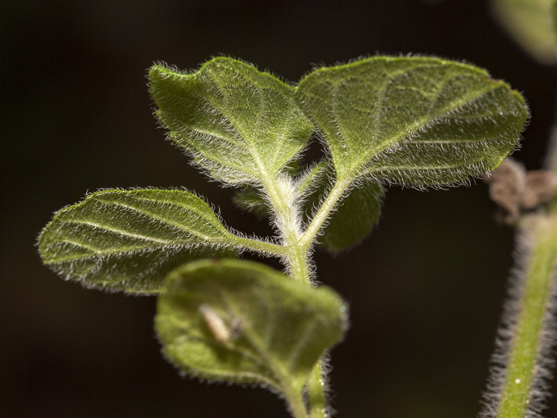 Calamintha nepeta nepeta.04