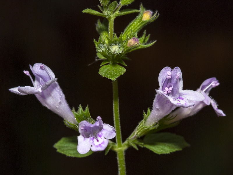 Calamintha nepeta nepeta.06