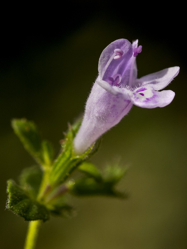 Calamintha nepeta nepeta.11