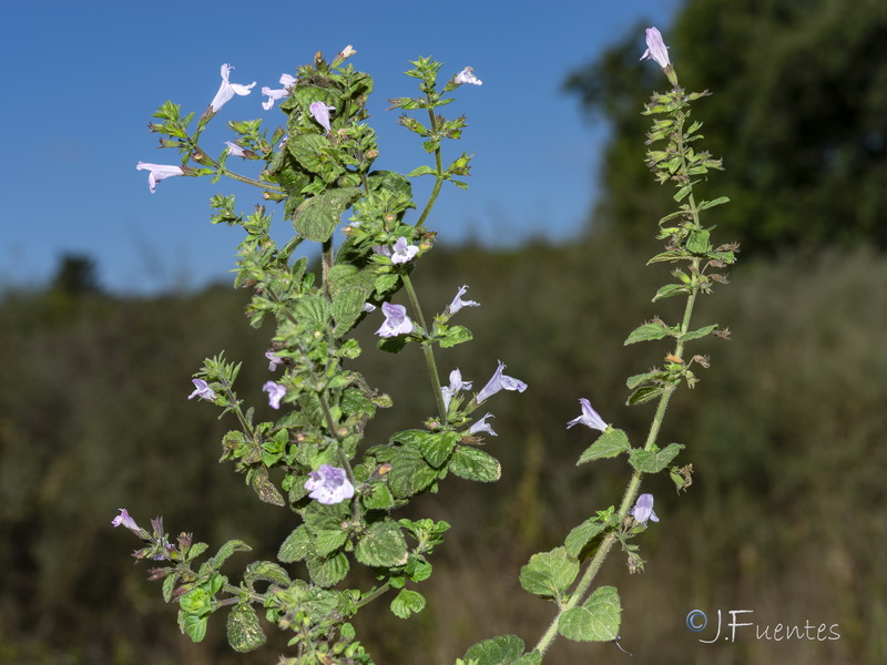 Calamintha nepeta nepeta.14