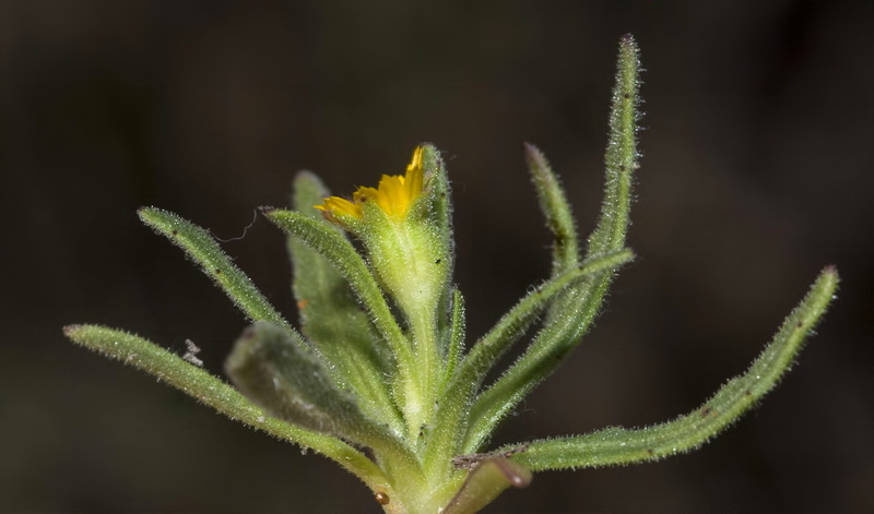 Calendula arvensis macroptera.02