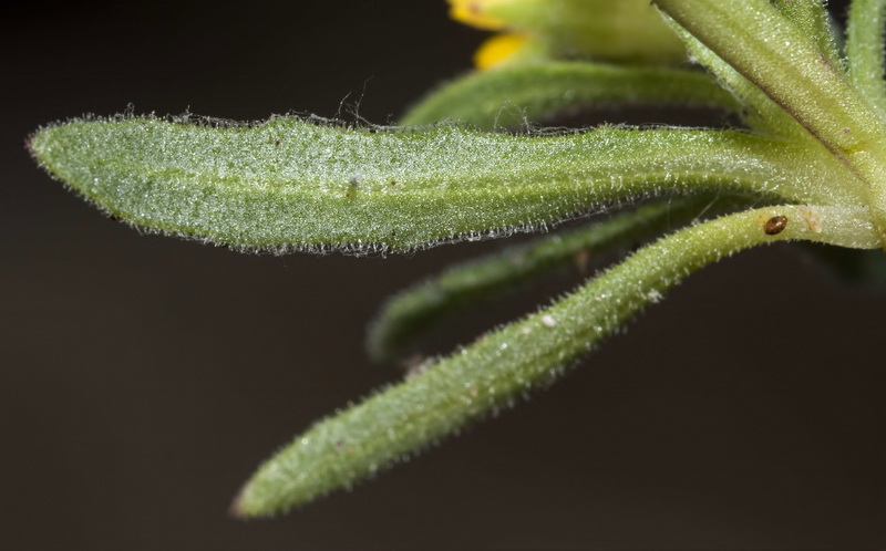 Calendula arvensis macroptera.04