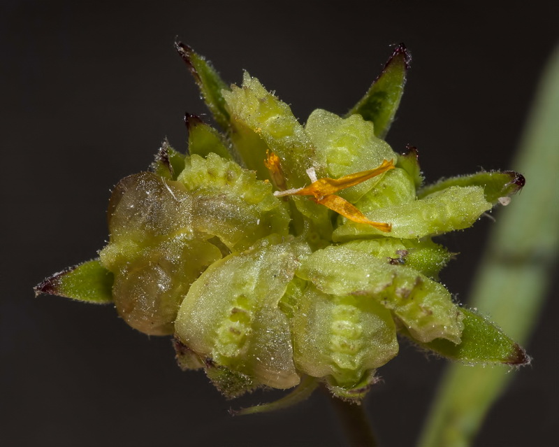 Calendula arvensis macroptera.13