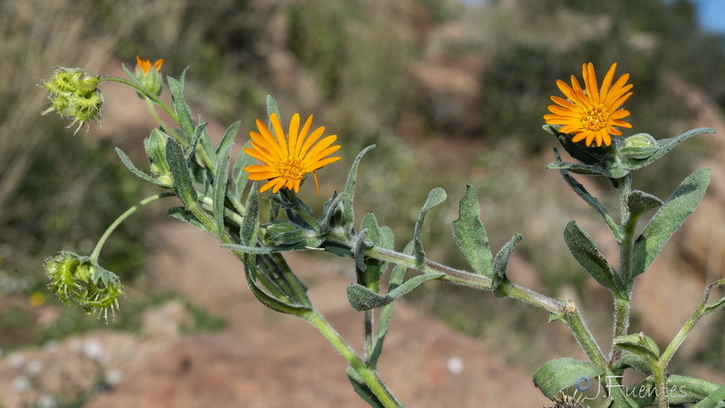 Calendula arvensis macroptera.14