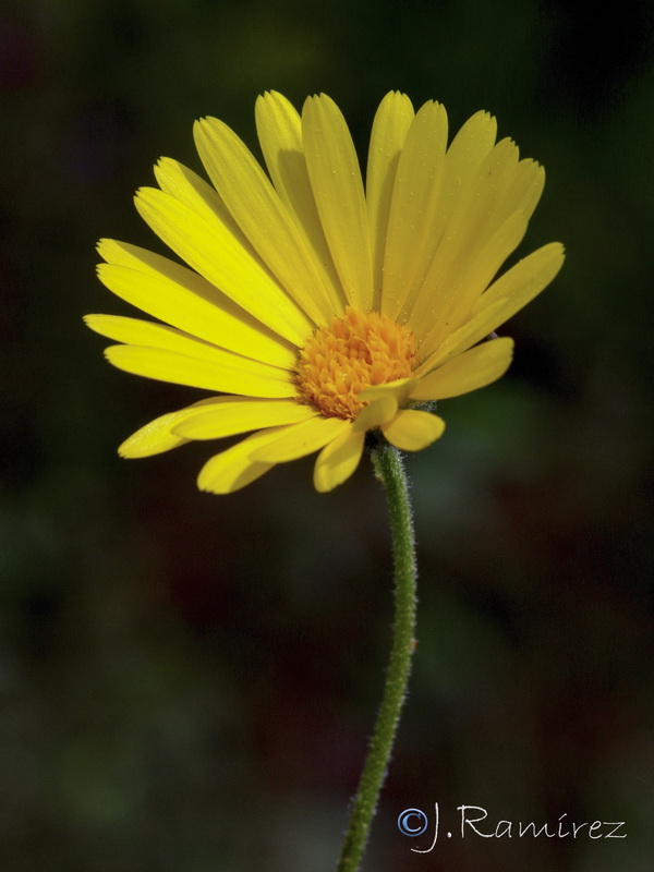 Calendula suffruticosa carbonelli.03