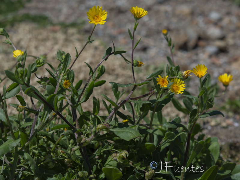 Calendula suffruticosa carbonelli.09