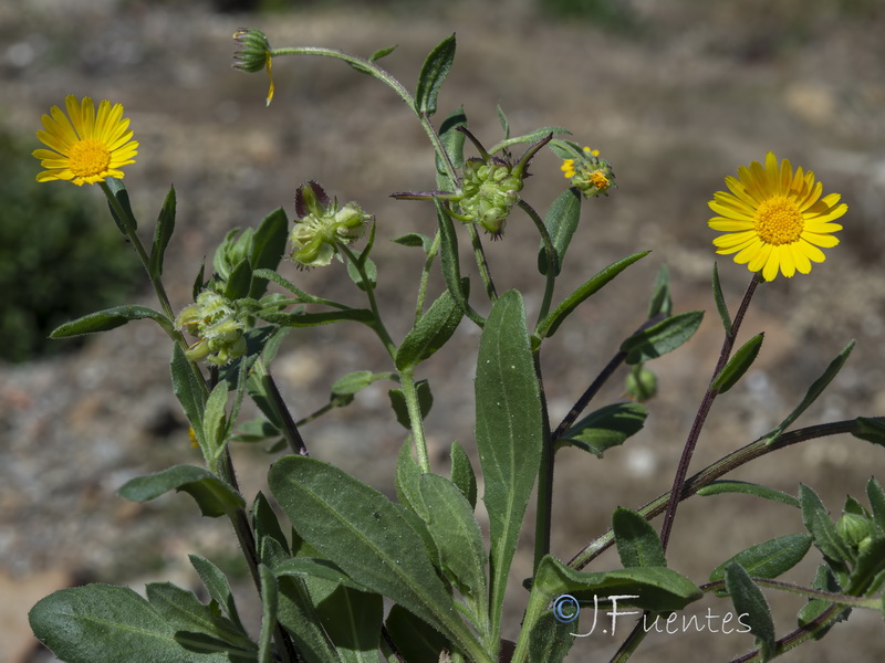 Calendula suffruticosa carbonelli.11