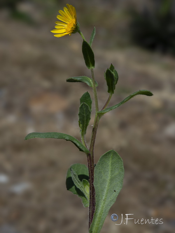 Calendula suffruticosa carbonelli.12