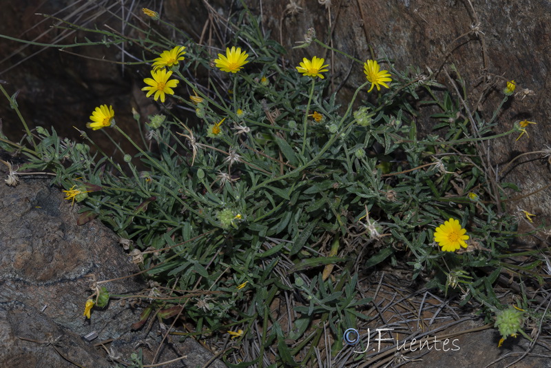 Calendula suffruticosa greuteri.11