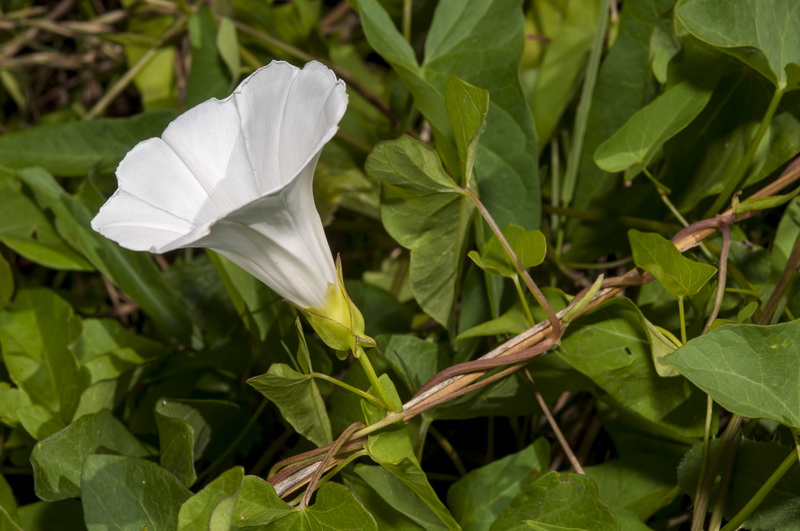 Calystegia sepium sepium.14