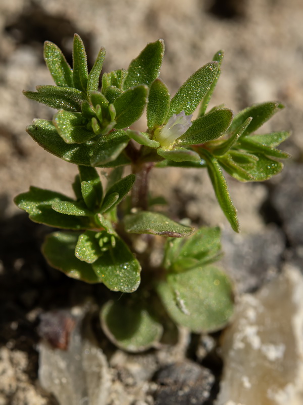 Campanula fastigiata.06