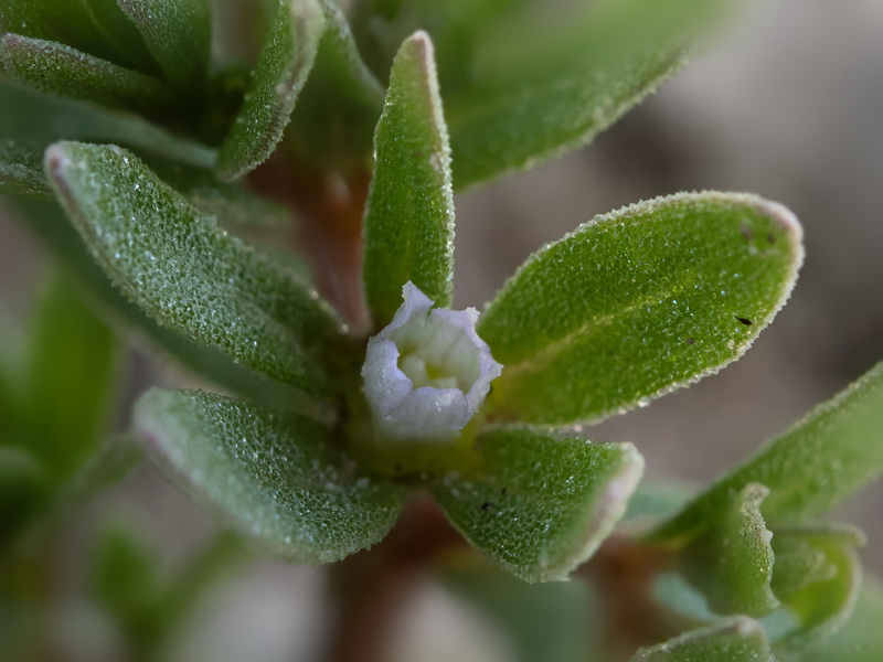 Campanula fastigiata.11