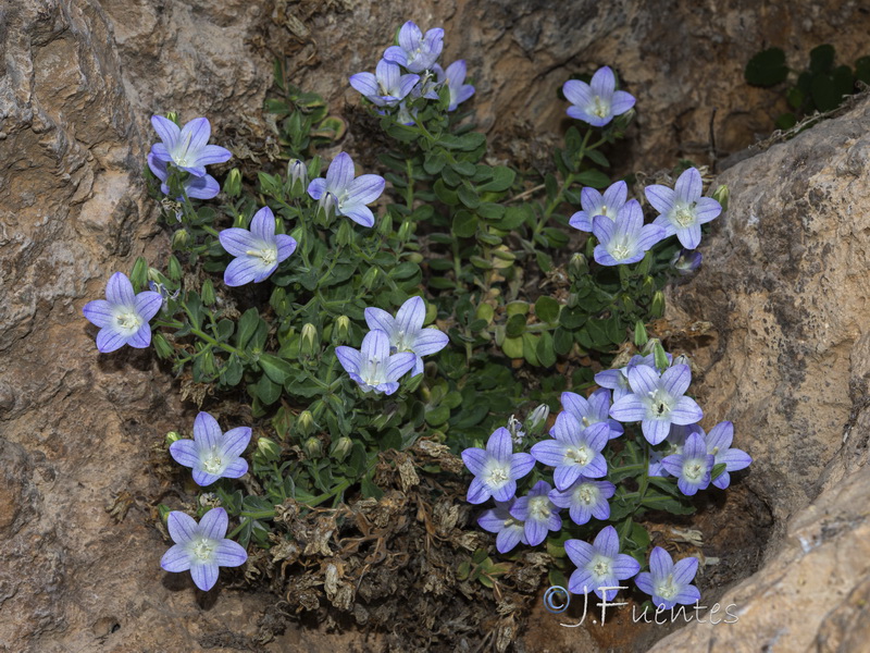 Campanula mollis.41