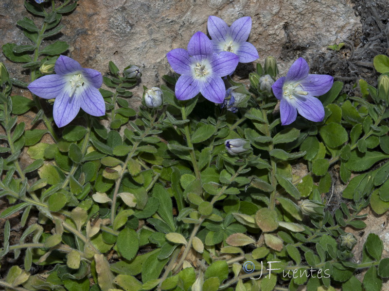 Campanula mollis.32