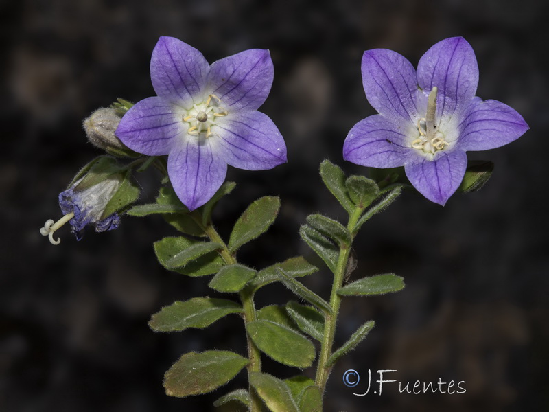 Campanula mollis.33