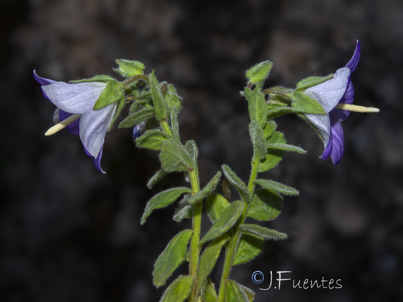 Campanula mollis.49