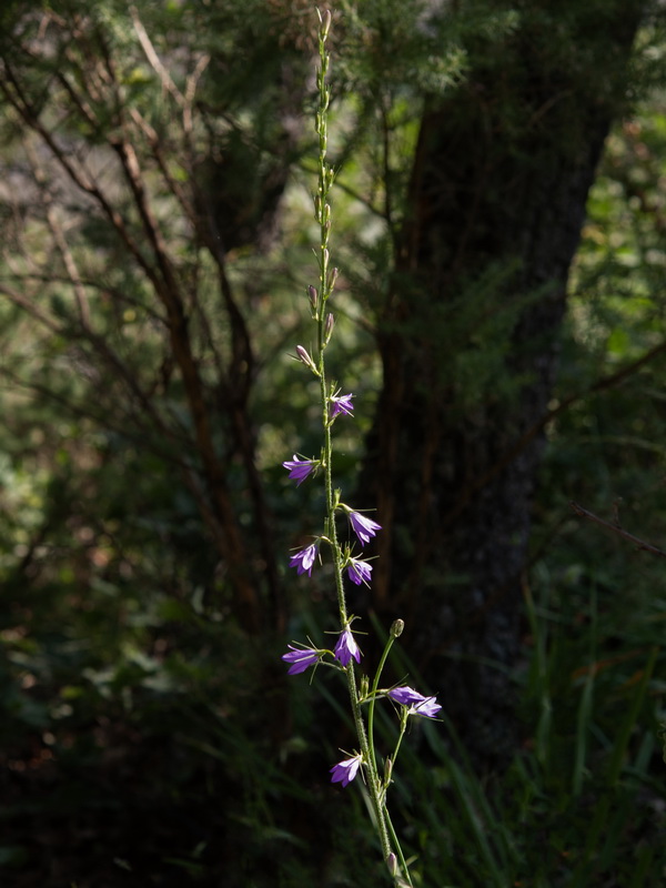 Campanula rapunculus.37