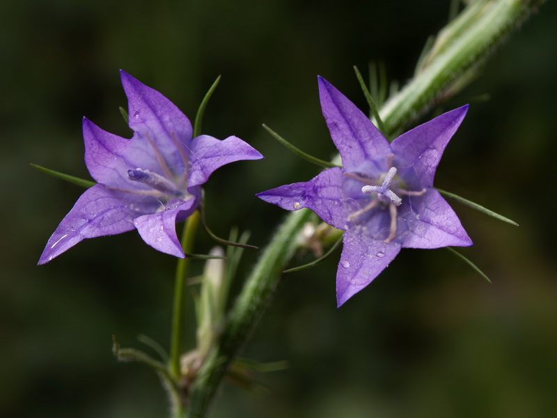 Campanula rapunculus.40