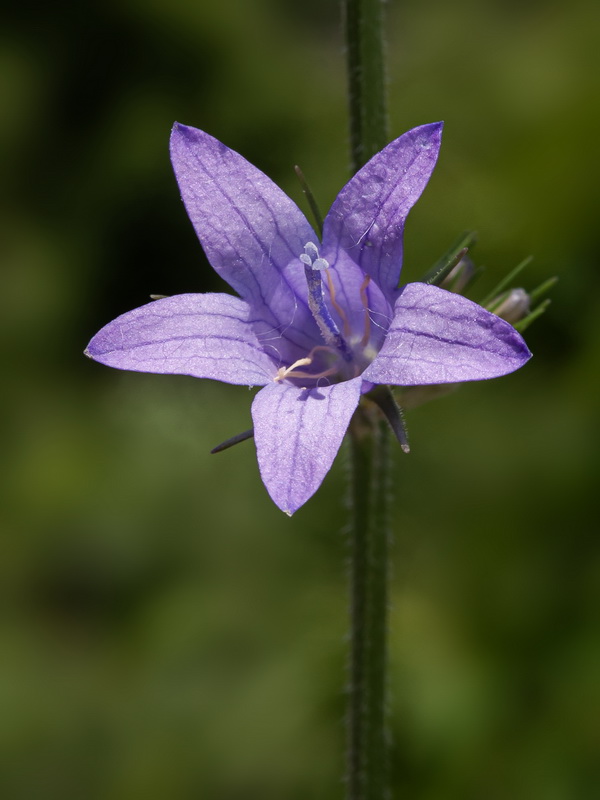 Campanula rapunculus.41