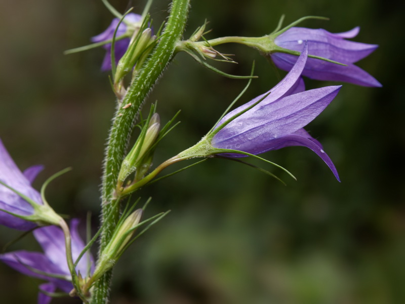 Campanula rapunculus.42