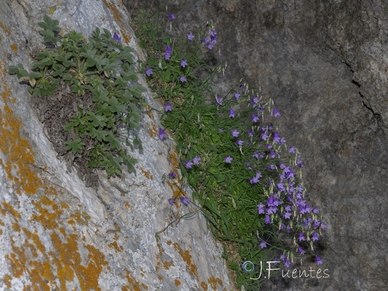 Campanula rotundifolia hispanica.24