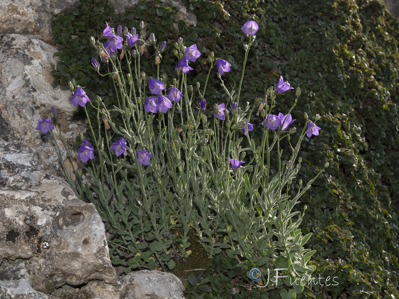 Campanula rotundifolia hispanica.25