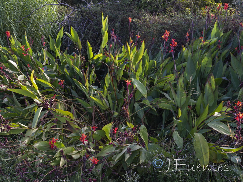 Canna indica.01