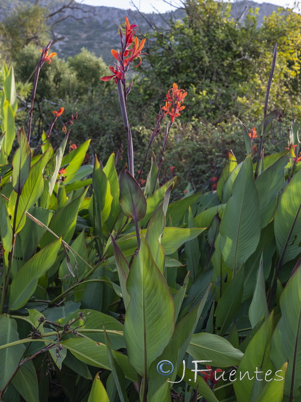 Canna indica.02