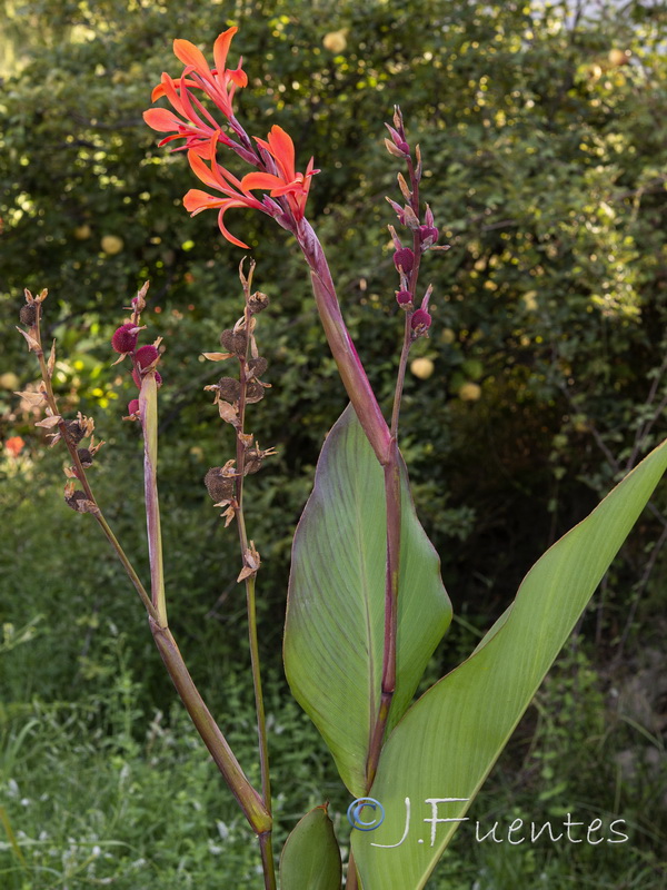 Canna indica.03