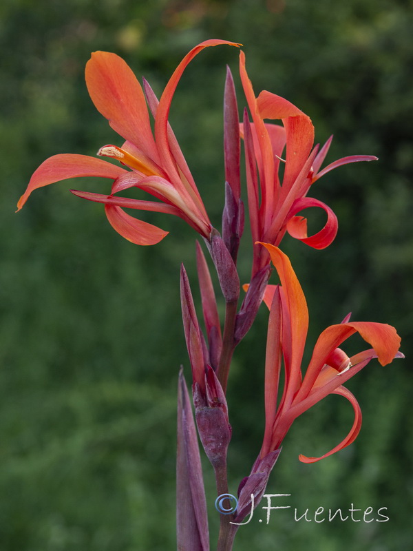 Canna indica.05