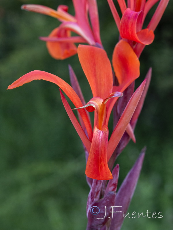 Canna indica.06