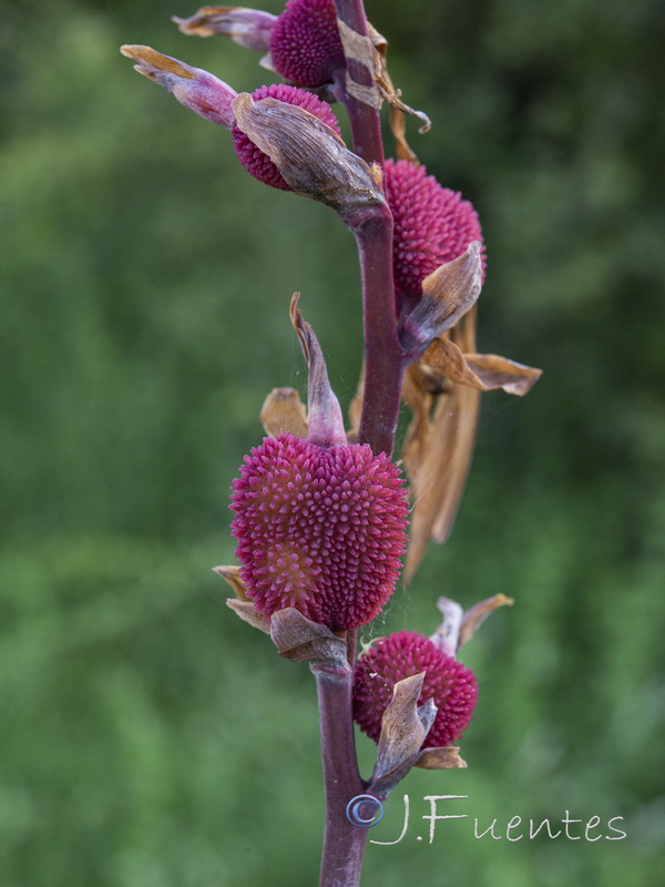 Canna indica.07