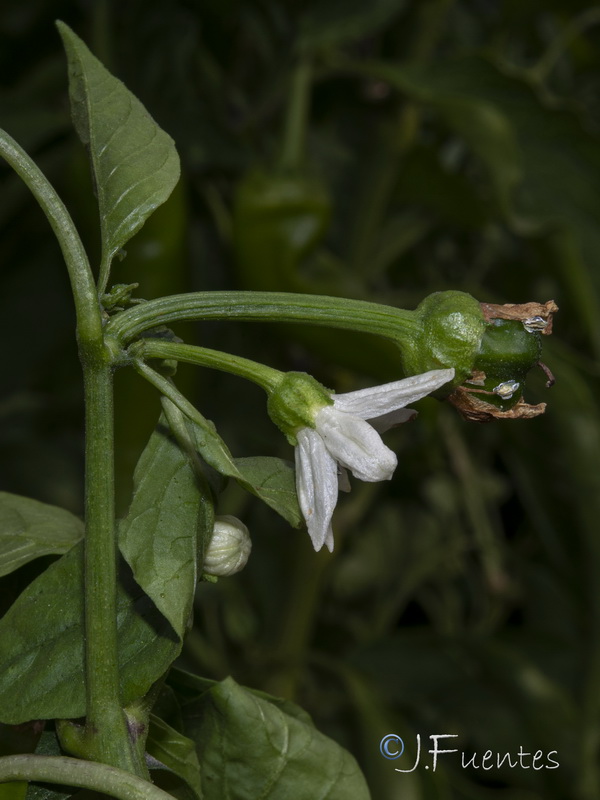 Capsicum annuum.05