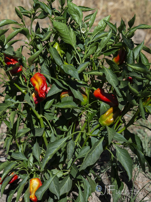 Capsicum annuum.14