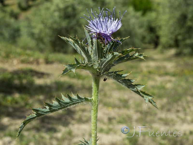 Carduncellus cuatrecasasii.02