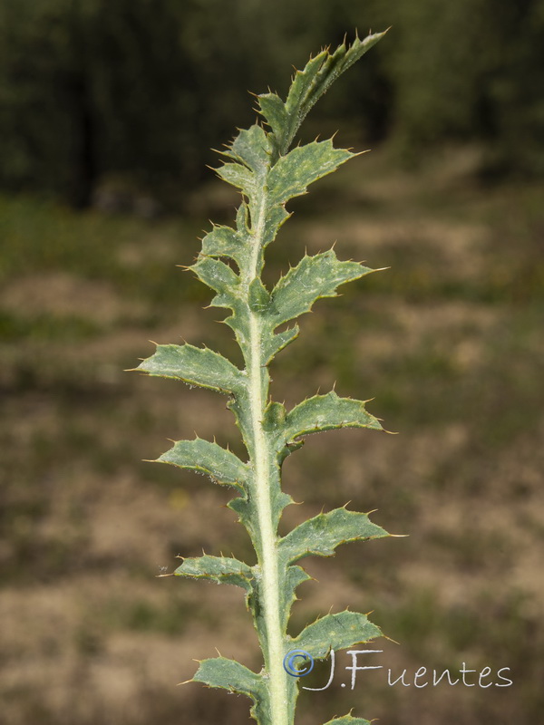 Carduncellus cuatrecasasii.03